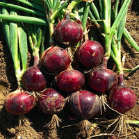 Onion Organic Seeds