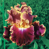 Montmartre Bearded Iris Seeds