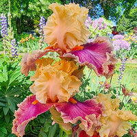 Decadence Bearded Iris Seeds
