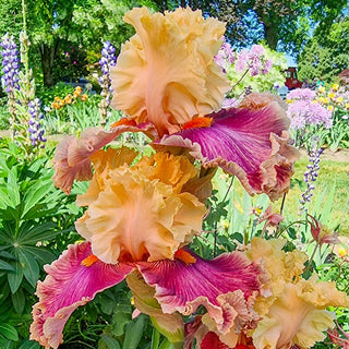 Decadence Bearded Iris Seeds