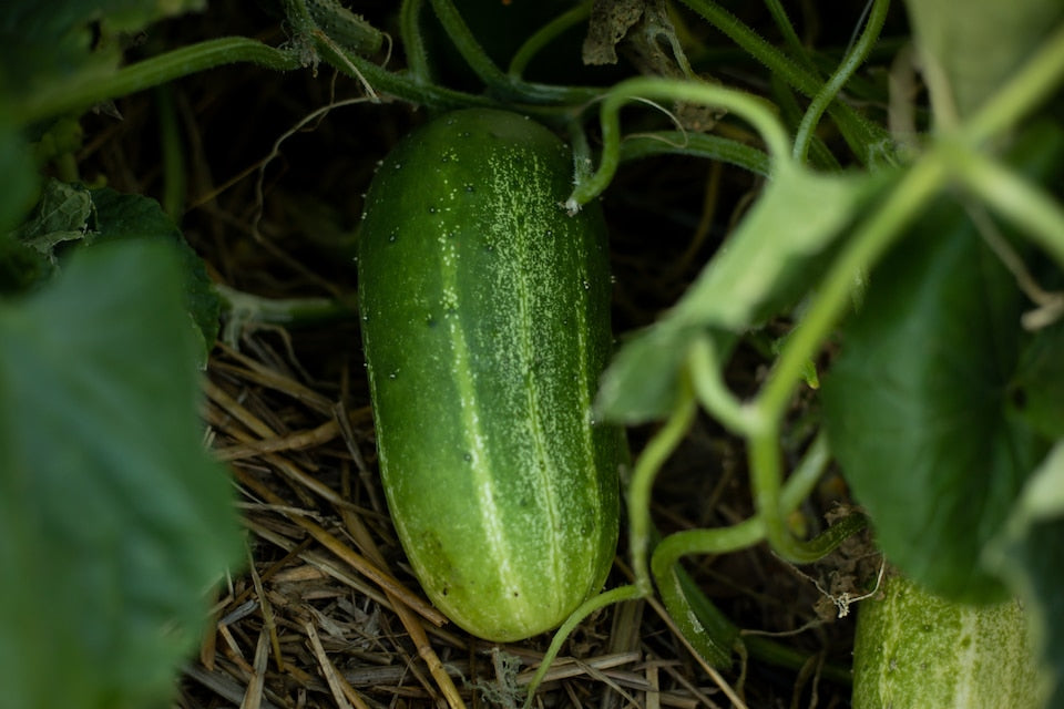 Cool Customer – Organic Cucumber Seed