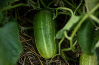 Cool Customer – Organic Cucumber Seed