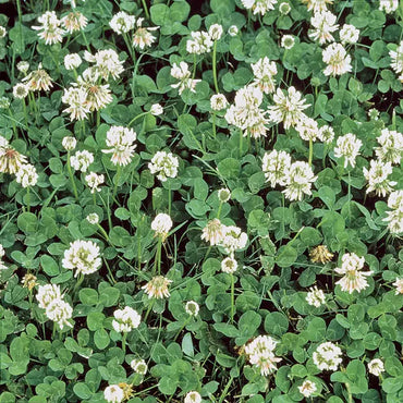 Heirloom Non-GMO Clover Flower Seeds for Planting – Vibrant Pollinator-Friendly Garden Blooms