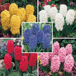 Jewel Hyacinth Collection Seeds