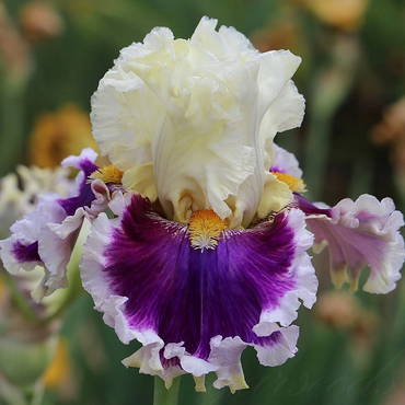 German Iris Bulbs