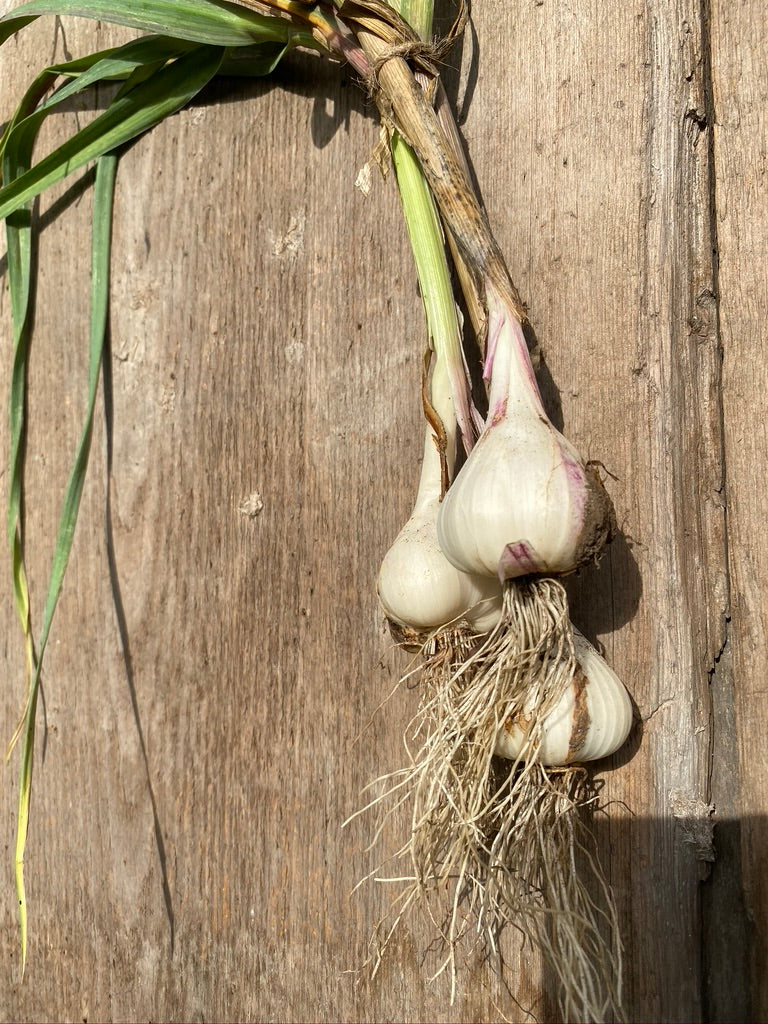 Inchelium Red – Organic Garlic s