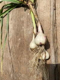 Inchelium Red – Organic Garlic s