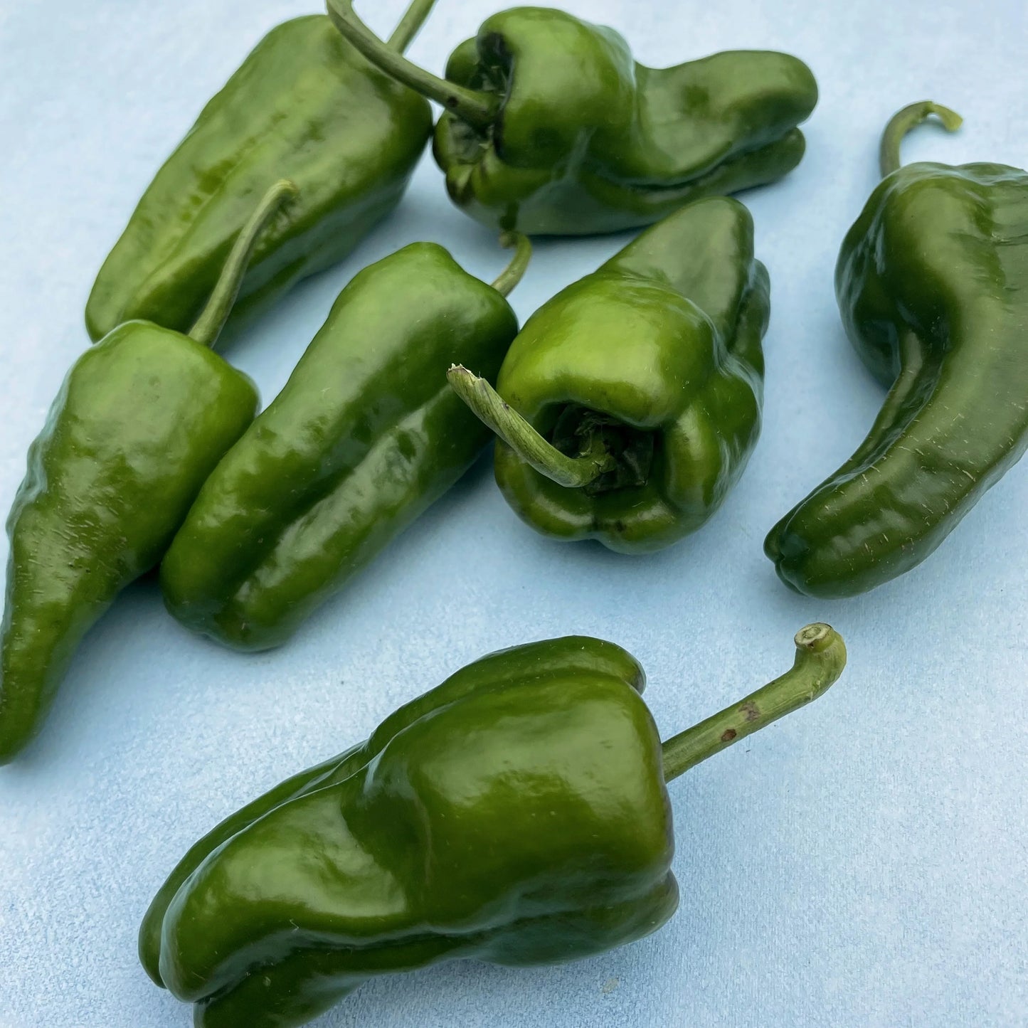 Padron – Organic Padron Pepper Seed