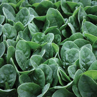 Seaside – Spinach Seed