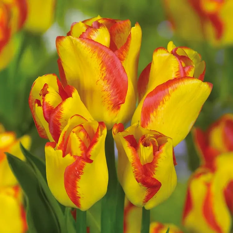 Outbreak Tulip Seeds