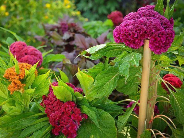 Dwarf Coral Garden Mix Cockscomb Seeds