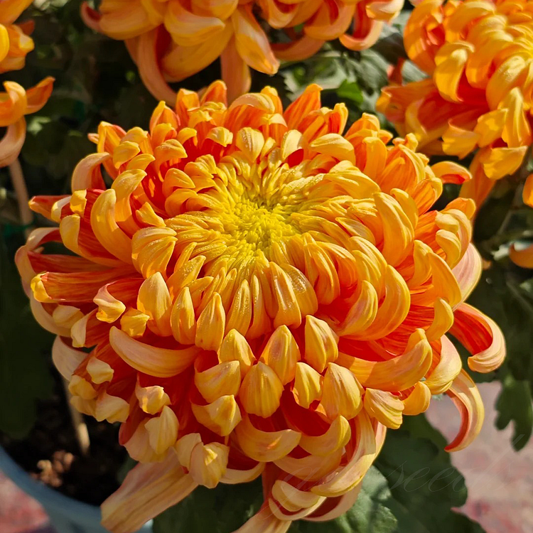 Orange Giant Chrysanthemum Seeds