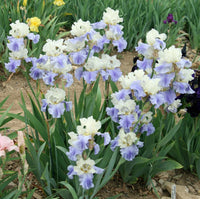 Stairway to Heaven Bearded Iris Seeds