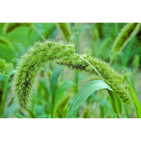 Lime Light Spray Millet – Ornamental Grass