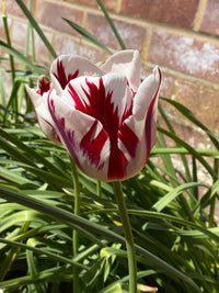 Grand Perfection Tulip Seeds