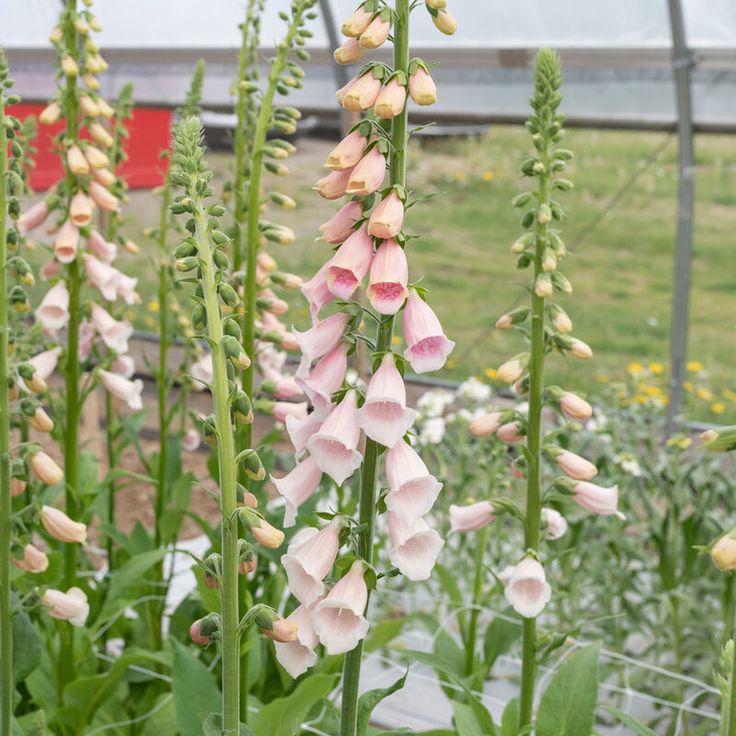 Pink Gin – Digitalis Seed