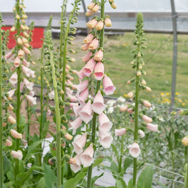 Pink Gin – Digitalis Seed