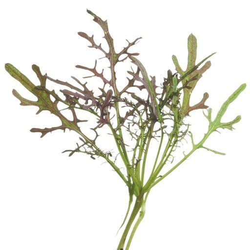 Mustard, Ruby Streaks – Microgreen Seed