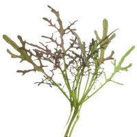 Mustard, Ruby Streaks – Microgreen Seed