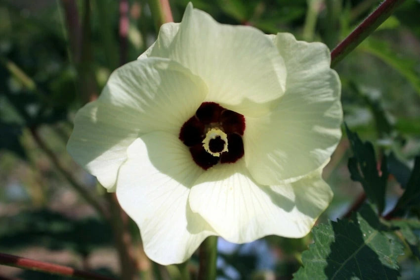 Jambalaya – Okra Seed