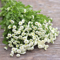 Feverfew- Snowball