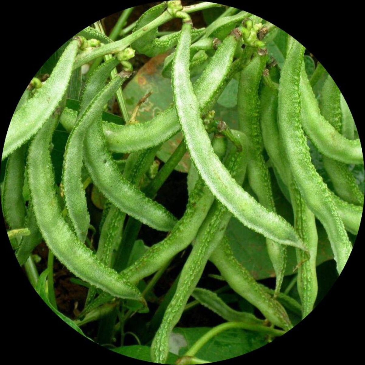 Sem Phali, Lima Beans Vegetable Seeds