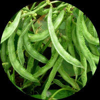 Sem Phali, Lima Beans Vegetable Seeds