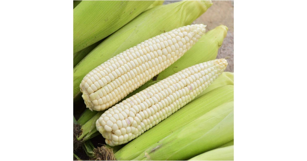 Corn, Maize- Silvermine