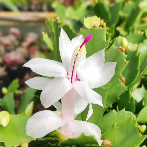White Zygocactus Truncatus Flower Seeds for Planting - Non-GMO, Heirloom Garden Seeds - Zygocactus for planting in home garden