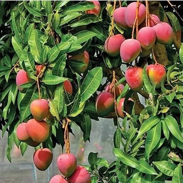 Mango Seeds
