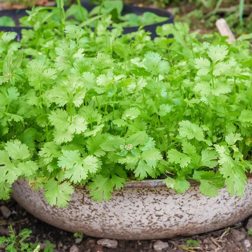 Coriander Panipat Vegetable Seeds