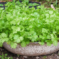 Coriander Panipat Vegetable Seeds