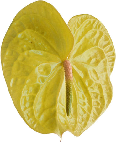 Heirloom Non-GMO Anthurium Flower Seeds for Planting – Tropical Houseplant Seeds