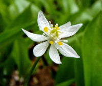 Heirloom Non-GMO Goldthread Flower Seeds for Planting – Bright Yellow Wildflower Seeds