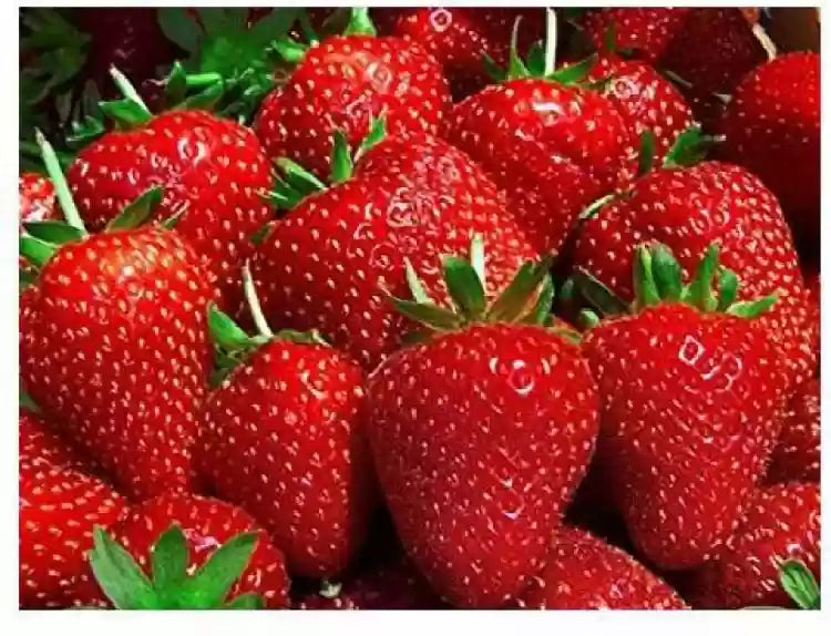 Jewel – Strawberry Seeds