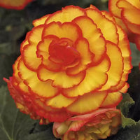 Prima Donna Begonia Yellow with Red Picotee