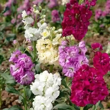 Stock- Giant Column Pacific Crimson