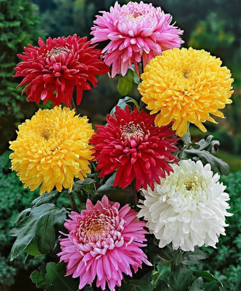 Candy Chrysanthemum Flower Seeds