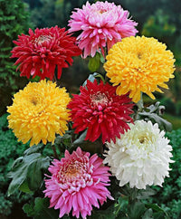 Candy Chrysanthemum Flower Seeds