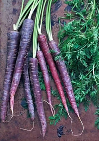 Carrot Black Wonder Vegetable Seeds