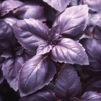 Red Rubin – Organic Basil Seed