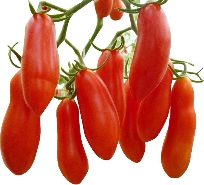 Red Banana Tomato Solanum lycopersicum seeds for garden planting