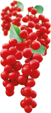 Schisandra Tree Seeds for Unique Fruit with Medicinal Benefits - Heirloom seeds