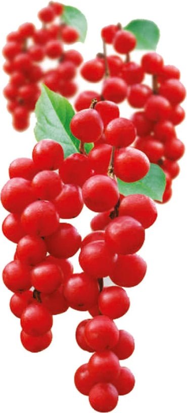 Schisandra Tree Seeds for Unique Fruit with Medicinal Benefits - Heirloom seeds