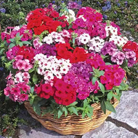 Phlox- Beauty Mix