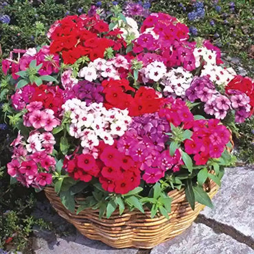 Phlox- Beauty Mix