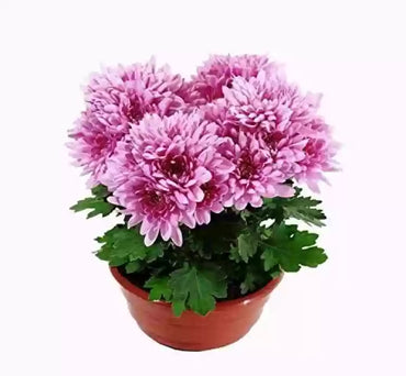 Seedling 5 Pack- Chrysanthemum- Spring Delano