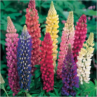 Lupines Mixture