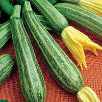 Pantheon – Film-Coated Zucchini Squash Seed