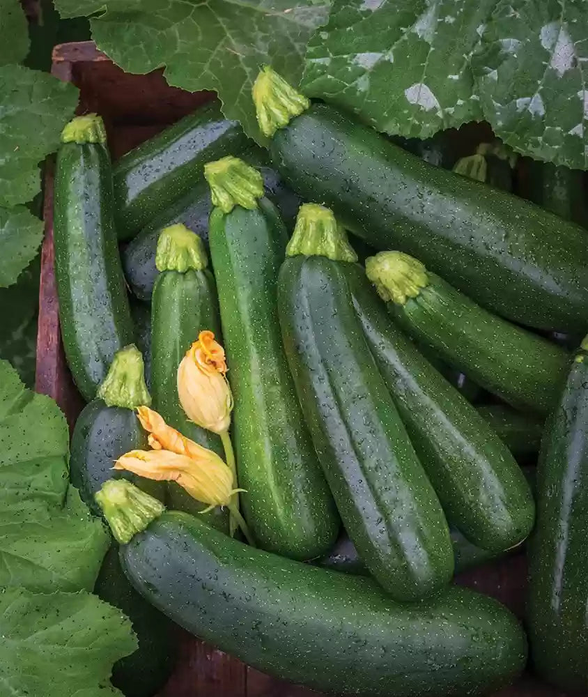 Pantheon – Zucchini Squash Seed
